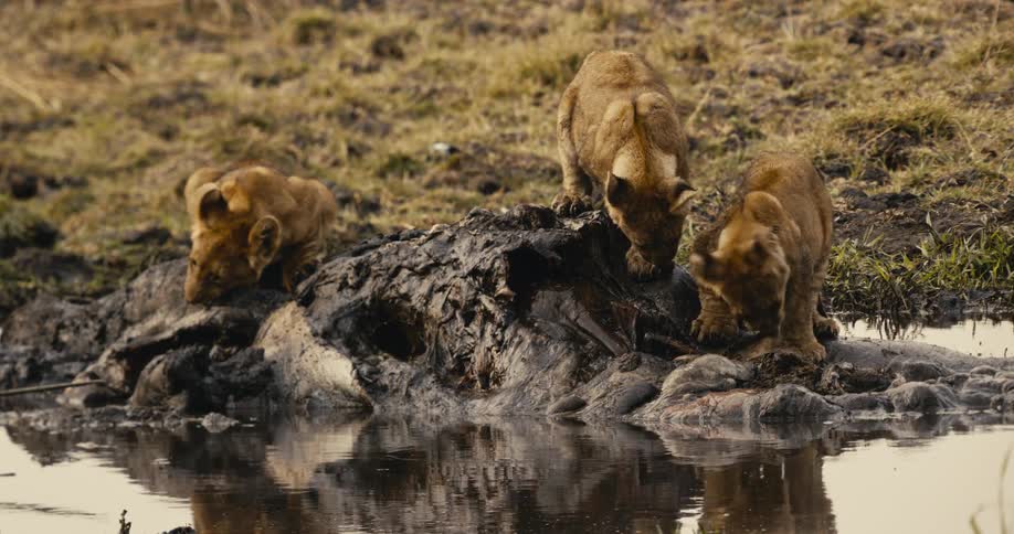 The lion cubs are eating a carcass in the water