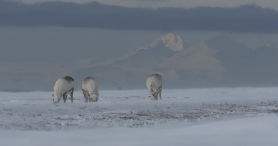 Three reindeer eat in the snow