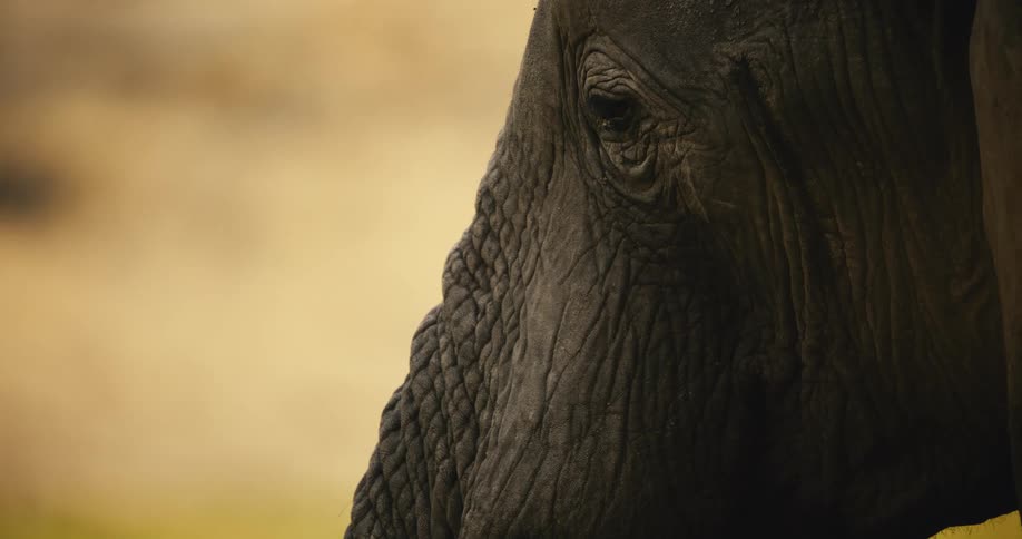 Closeup of an elephants side face