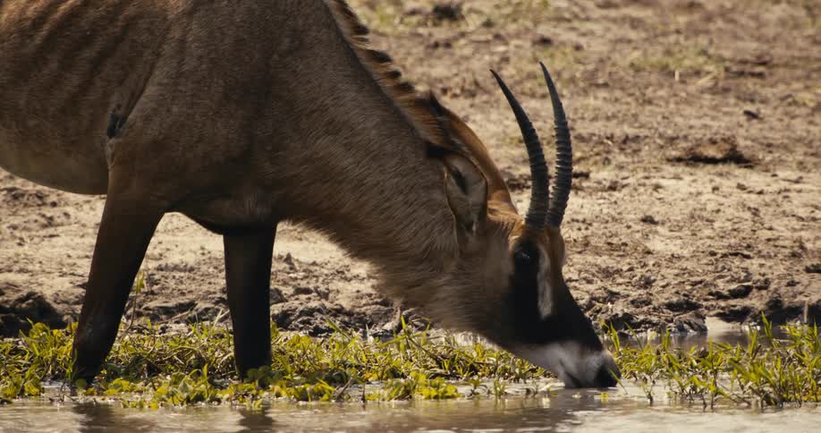 A roan antelope drinks water at the edge of a dry grassy watering hole