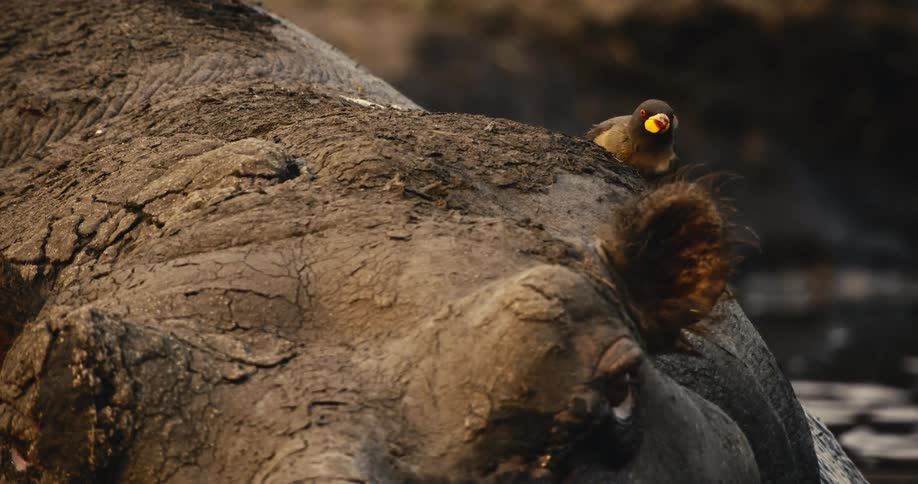 A yellow billed oxpecker rests on the mud caked back of a hippopotamus whose ear occasionally twitches