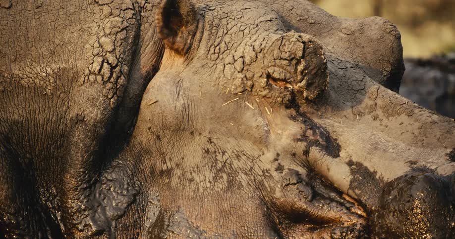 Large hippo covered in muddy water walks slowly