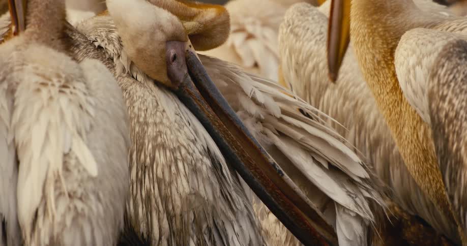 The flock of pelicans stand close together