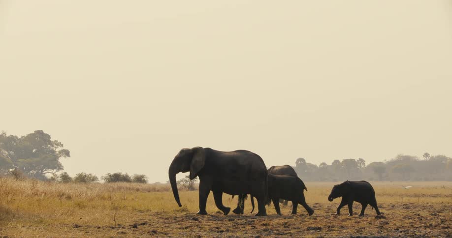 An elephant herd traverses the land