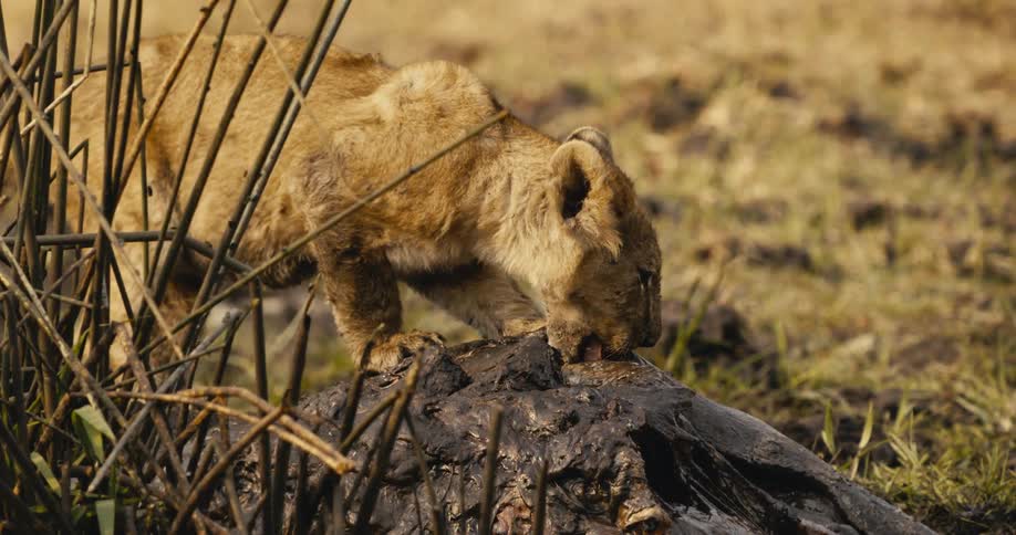 Lioness eating carrion in the jungle