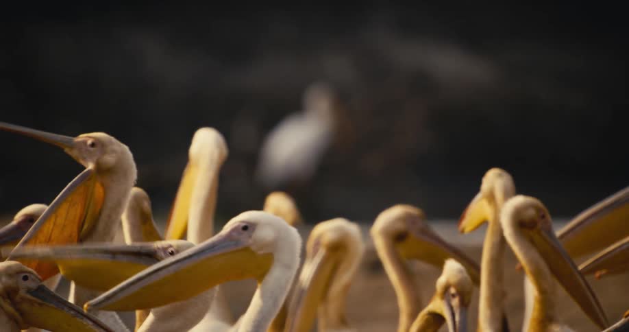 A pelican opens its mouth in the flock