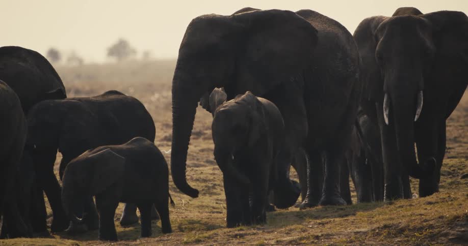 A herd of elephants walks together across a dry grassy plain in soft light