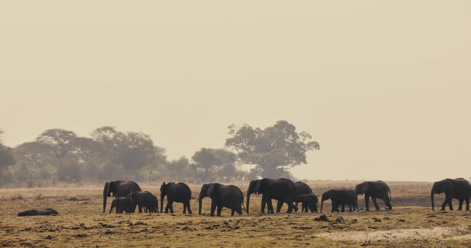A large herd of elephants with adults and small calves of various sizes slowly walks across the vast hazy savanna