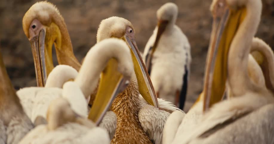A group of storks are by the stream