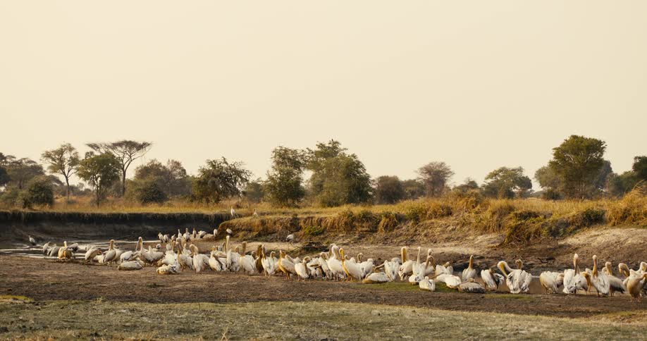 Clusters of ducks in a savannah