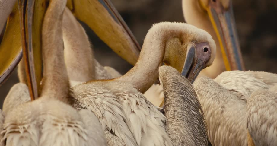 A group of great white pelicans scratch themselves with their beaks around midday