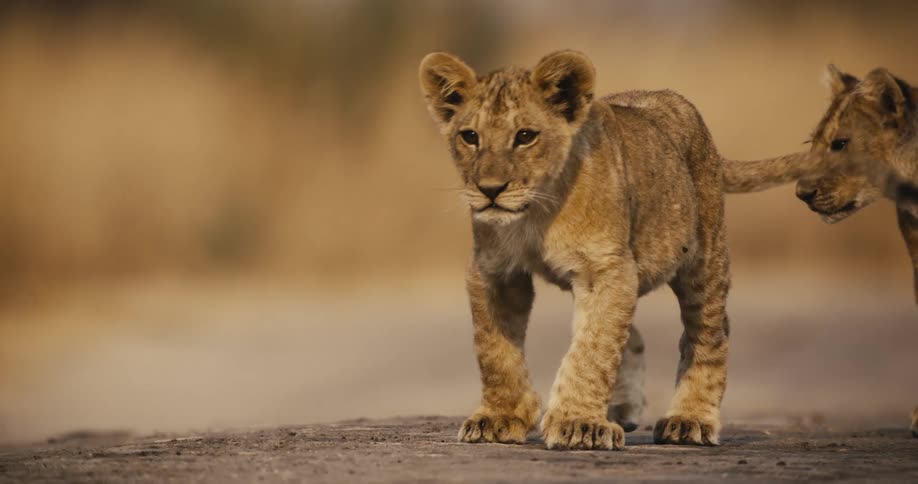 Two lion cubs walking through the jungle