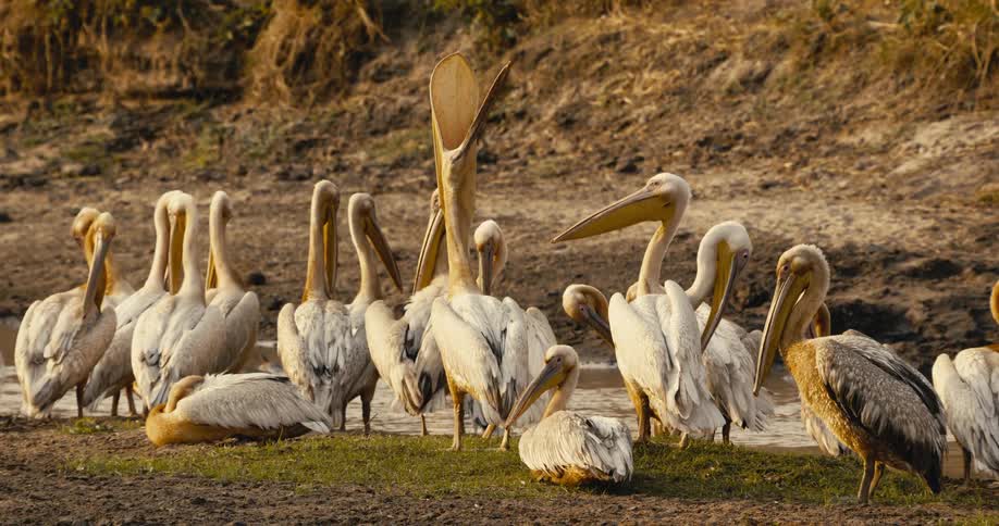 A group of pelicans are by the stream