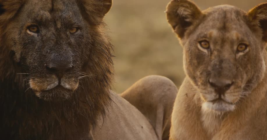 Lion and a lioness in a savanna