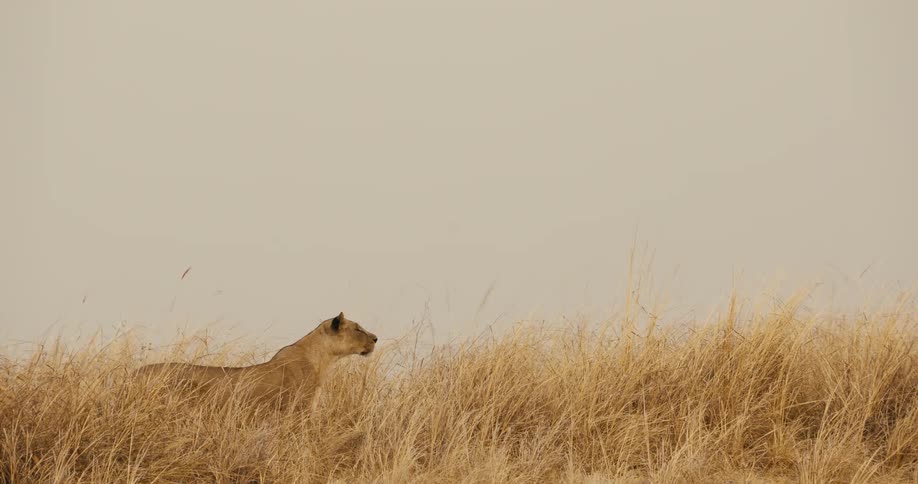 A lioness walks alertly through tall golden grass under a pale sky