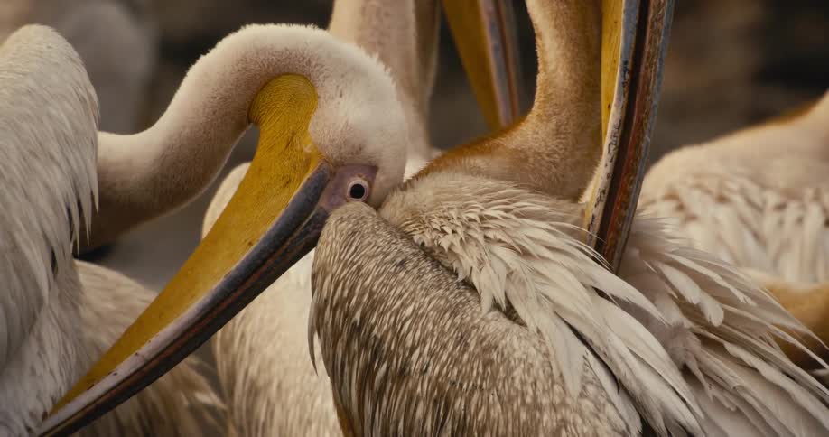 A pelican gently preens another in a close intimate group setting
