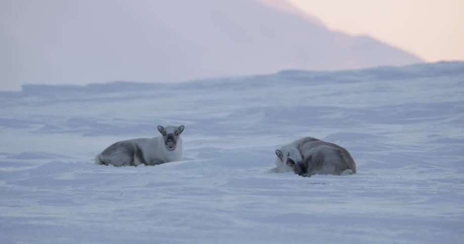 Wild animals lay in the snowy wilderness