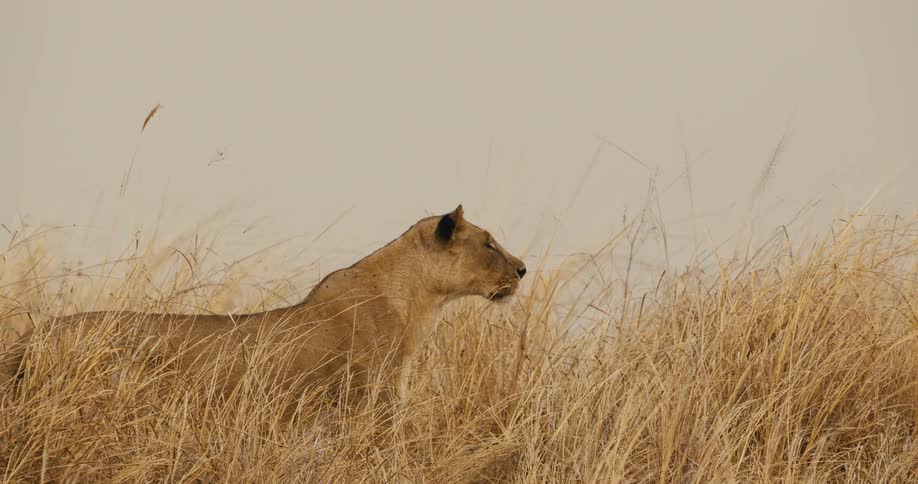 The lion peeking out of the tall grass