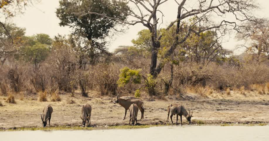A herd of roan antelope drink from a body of water in the jungle during daytime