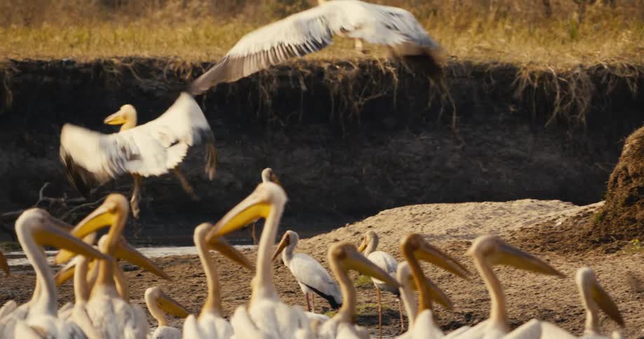 A bird takes flight above a group of birds gathered on the ground near a waterbody
