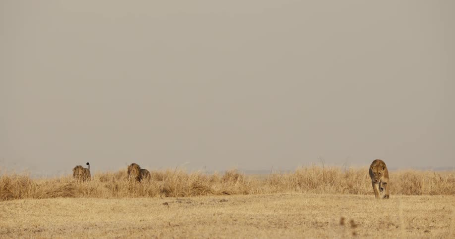 A group of lions walks and rests in dry grassland under a hazy sky