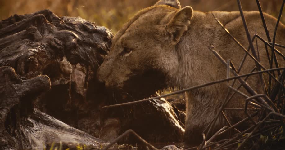A lioness eats the carcass of another animal in the jungle around midday as flies swarm around it