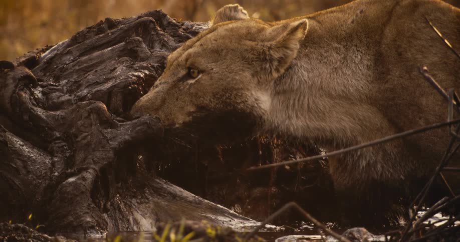 A lioness is drinking water from the ground near logs