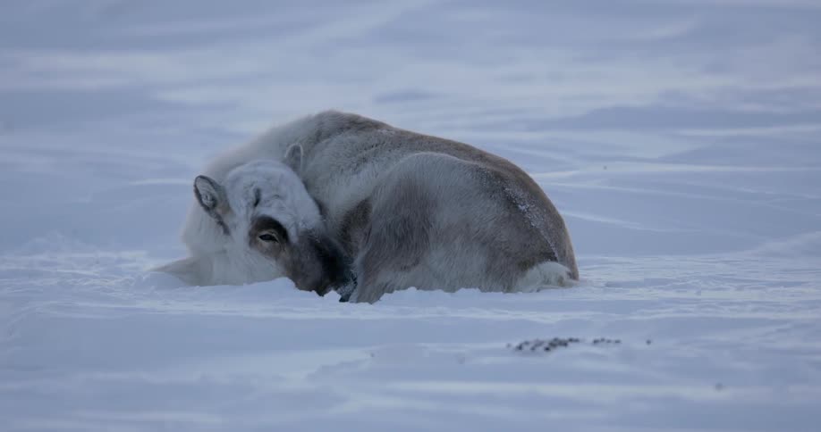 A gray mammal resting in the snow