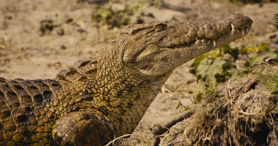 A crocodile rests on a dry sandy riverbank in sunlight