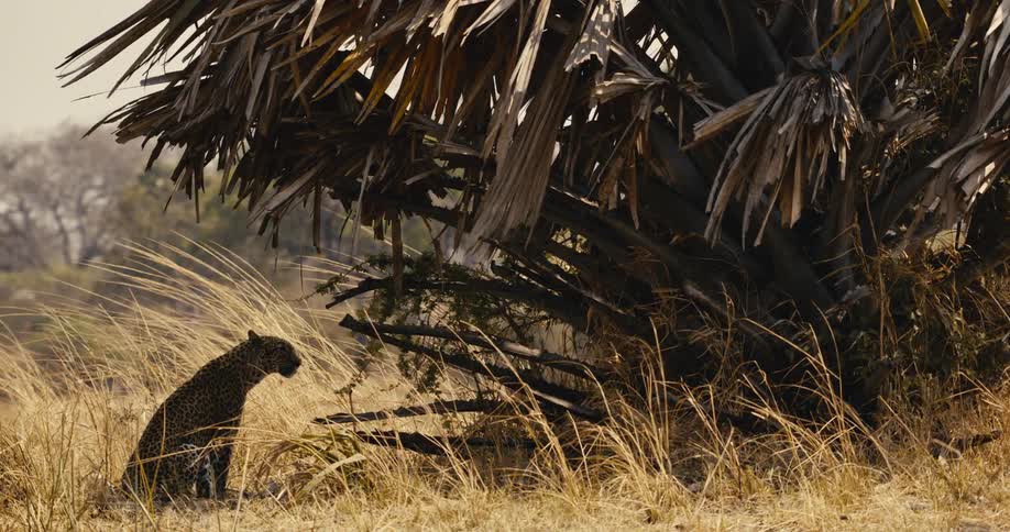 A leopard sits under a tree in the savanna during daytime