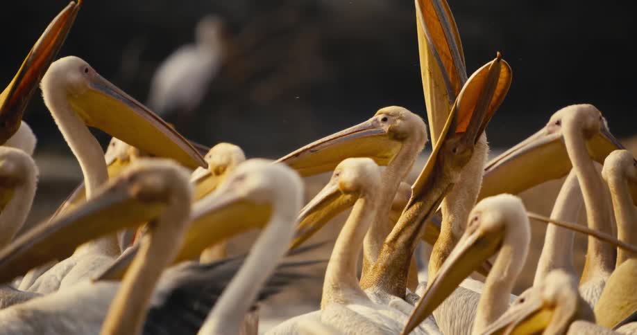 A group of pelicans crowds together with their beaks open in a lively gathering