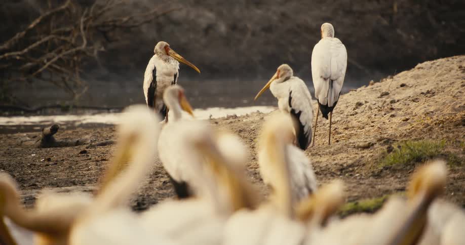 A group of storks stand and gather on a muddy riverbank