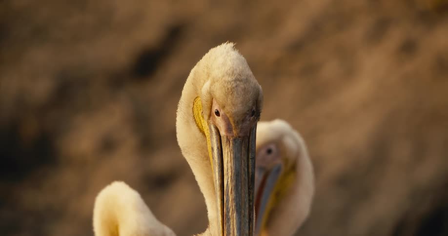 A great white pelican searches for food around midday