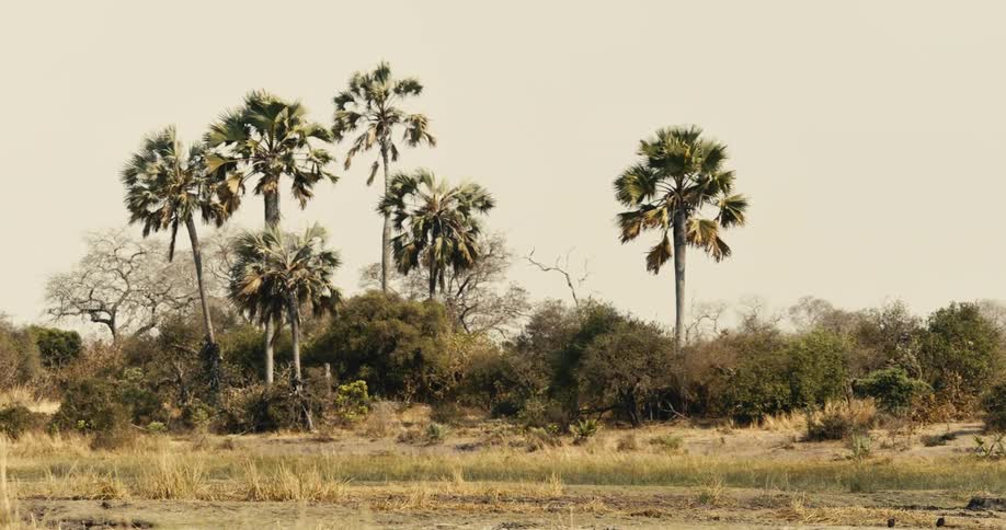 Palm trees stand tall over dry grass and sparse bushes in a sunlit savanna landscape