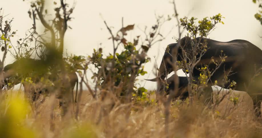 Family of elephants in a jungle