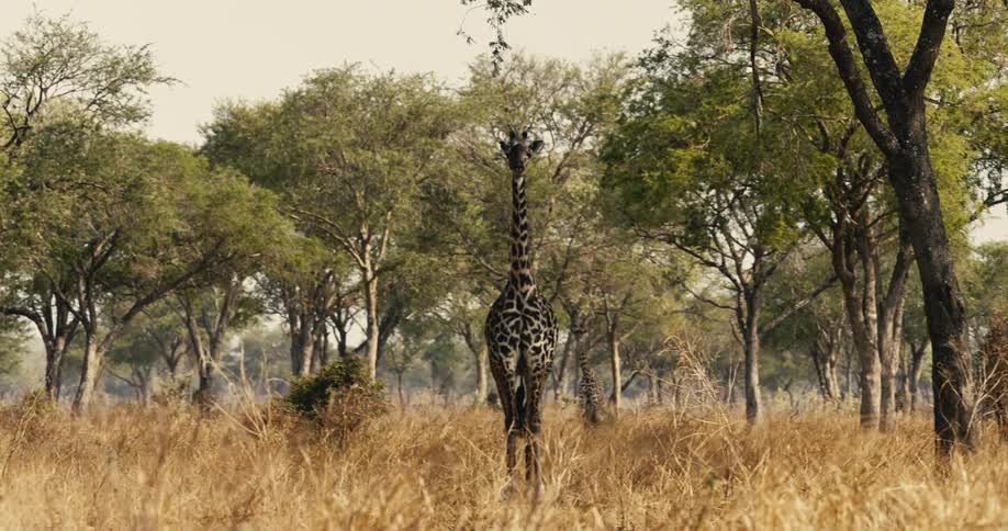A giraffe walks through a dry grassy savannah surrounded by trees
