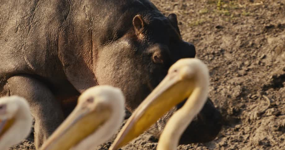 A hippo stares from behind as pelicans gather at the muddy waters edge