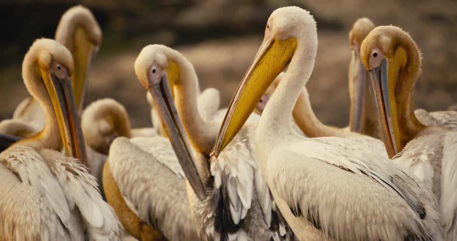 A group of pelicans stands closely together grooming and interacting near a water source