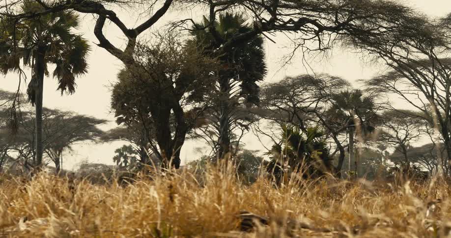 Dry savanna trees stand tall over golden grassland under a hazy sky