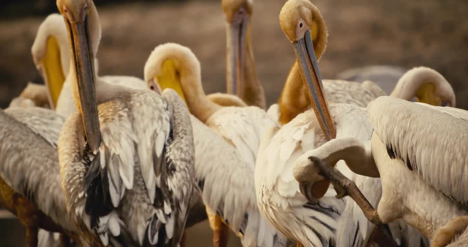 A group of pelicans stands close together preening their feathers