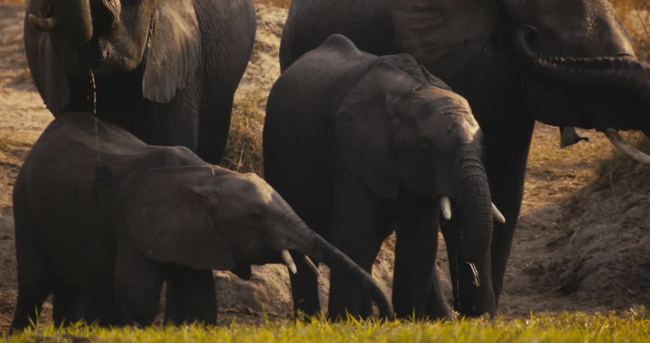 Young elephants drink water beside adult elephants on a sunlit riverbank