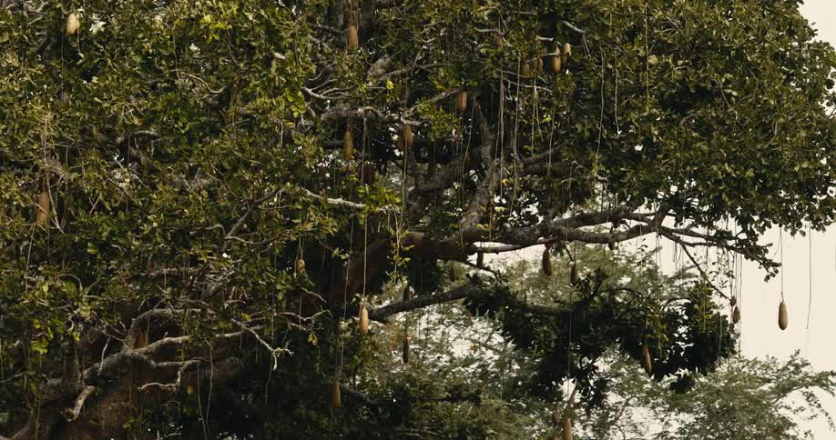 A very large tree with fruit growing from the tree and hanging off of the tree with small trees and bushes around the large tree