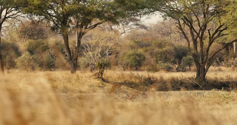 Antelopes graze in a dry tree dotted grassland under soft sunlight