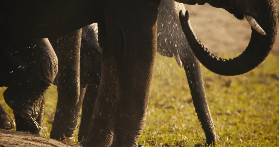 Elephants splash and drink water from the marsh