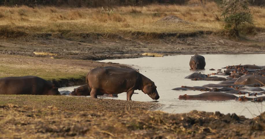 A herd of hippos and crocodiles sunbathing in a river during daytime