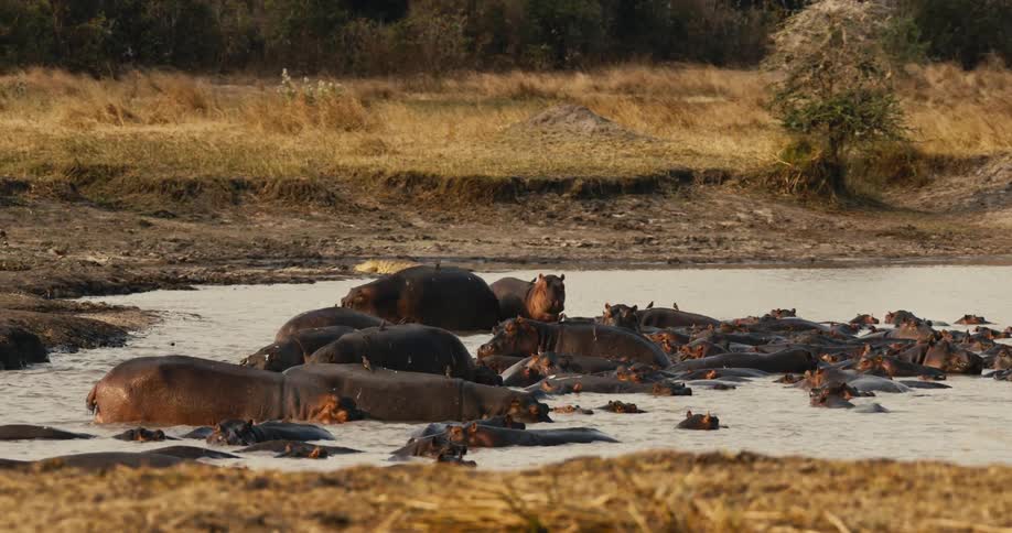 Herd of hippos lounging in a muddy river