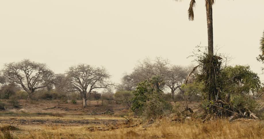 Landscape of a savanna environment during the day