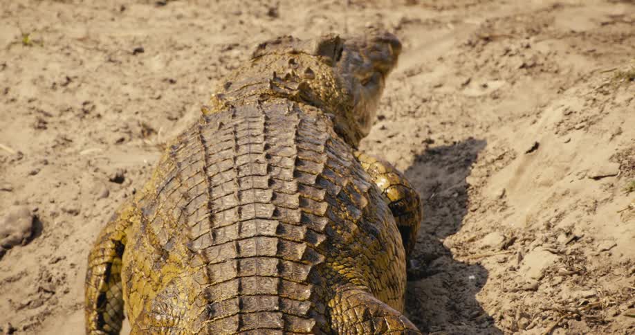 A large crocodile rests on a sandy riverbank its scaly body stretched out with eyes halfshut and snout angled slightly to the side