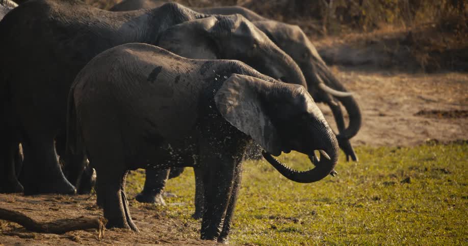 A group of elephants drink and spray water at a watering hole in a grassy clearing