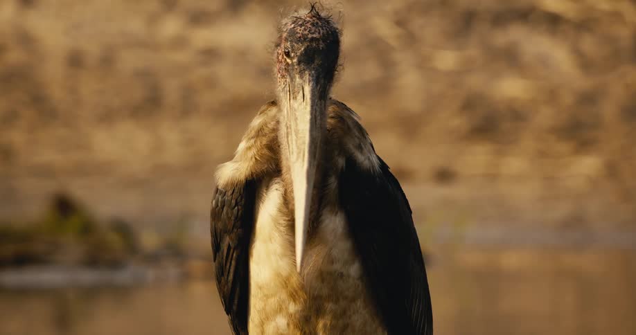 Marabou stork on a river bank midday